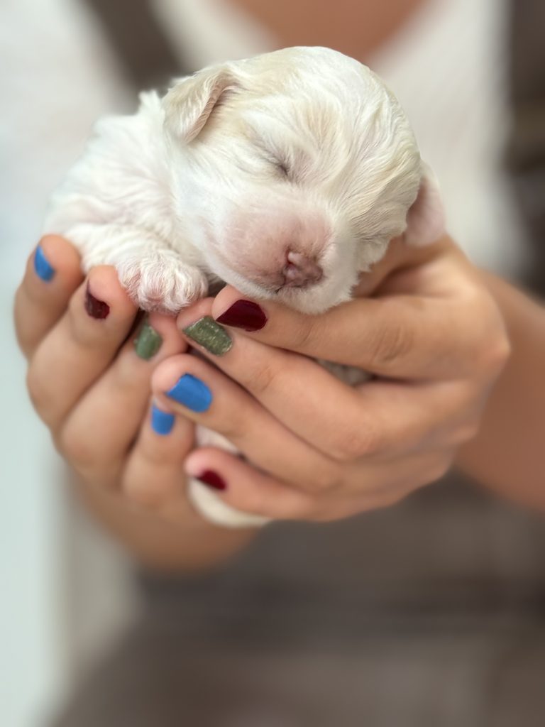 コッカプー子犬